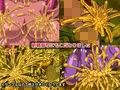 悪堕ち肉体変化CG集