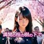 満開の桜の樹の下で