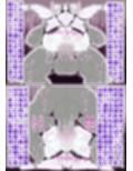騎士団長メス堕ち†花嫁にされた騎士団†