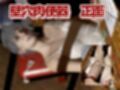 バイオ7で村に取り残されたゾイはSM調教されていた動画パック