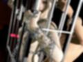 バイオ2のクレアがアンブレラに囚われ、拘束SM調教でショーまで出させられる動画パック
