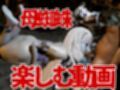 【鬼滅の刃】那田蜘蛛山の鬼に襲われた！逃げなければ死ぬまでチンポを…