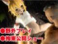 SMショーに出されるキツネの仙狐さん、ケモ耳動画4本セット
