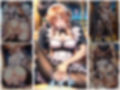 コスプレ4変化