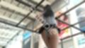 女子アナになった二階堂沙耶・早朝のニュース番組の冒頭でミニスカートでダンスすることを業務命令で強要される:Vol.004『ただの話題作りとのことで電源OFF（のはず）のカメラが4台、ローアングルから彼女のスカート内を覗き込むように設置されている:PV04_水色T-バックパンティで扇風機風チラ』