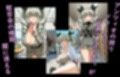 ヒロイン飼育  ガー〇ズ＆パン〇ァー、アン〇ョビが熟女化し飼育されるCG集