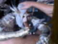 【動画2本】エルフリサが湖でラブラブしたり3Pする動画パック