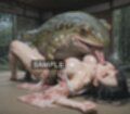 ある蒐集家の記録  湿性