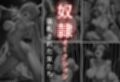 見世物ヒロインvol.2