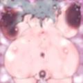 熟れ妻・神妙さん
