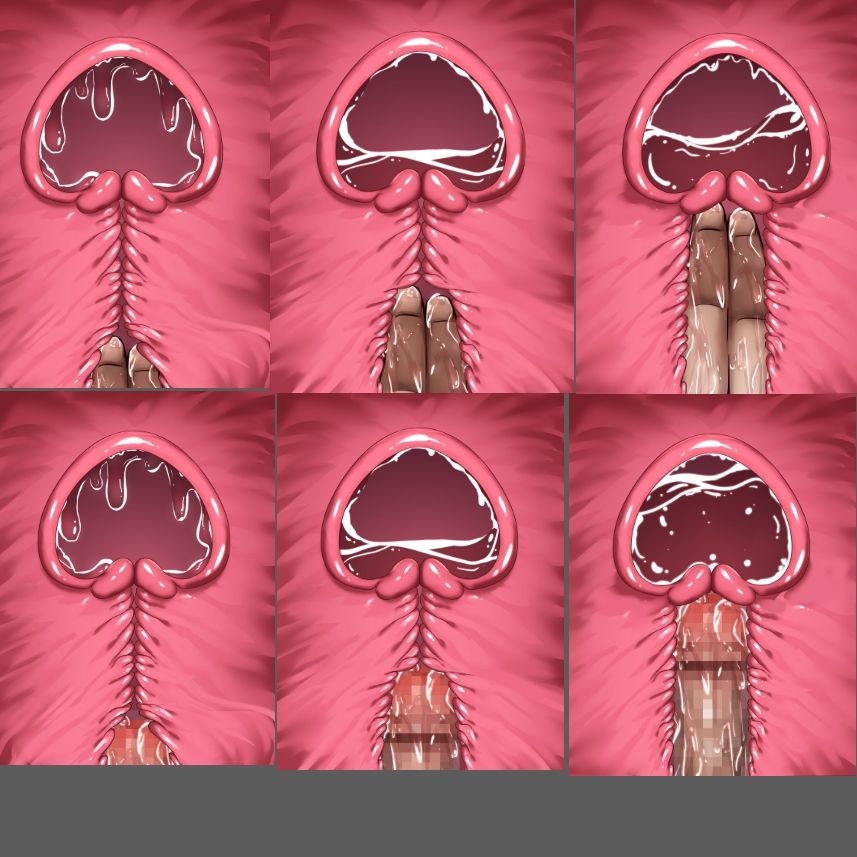 膣内断面図素材 画像4