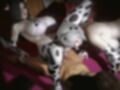 モーモー爆乳パラダイス！メス牛女2匹に絞られる交尾録【差分込み約26分】