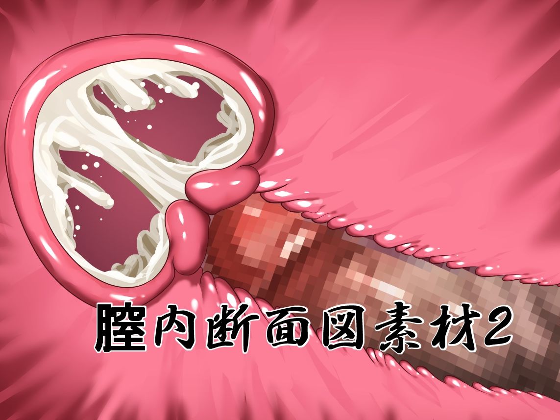 膣内断面図素材2 画像1