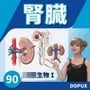 【▲20】パンチラガチャ★一ノ瀬廻里 大学に進学し強豪予備校『DOPUX（ドピュックス』で生物I，IIを教える名物講師に！（Vol.053:腎臓）