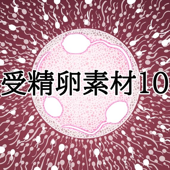 受精卵素材10 画像1