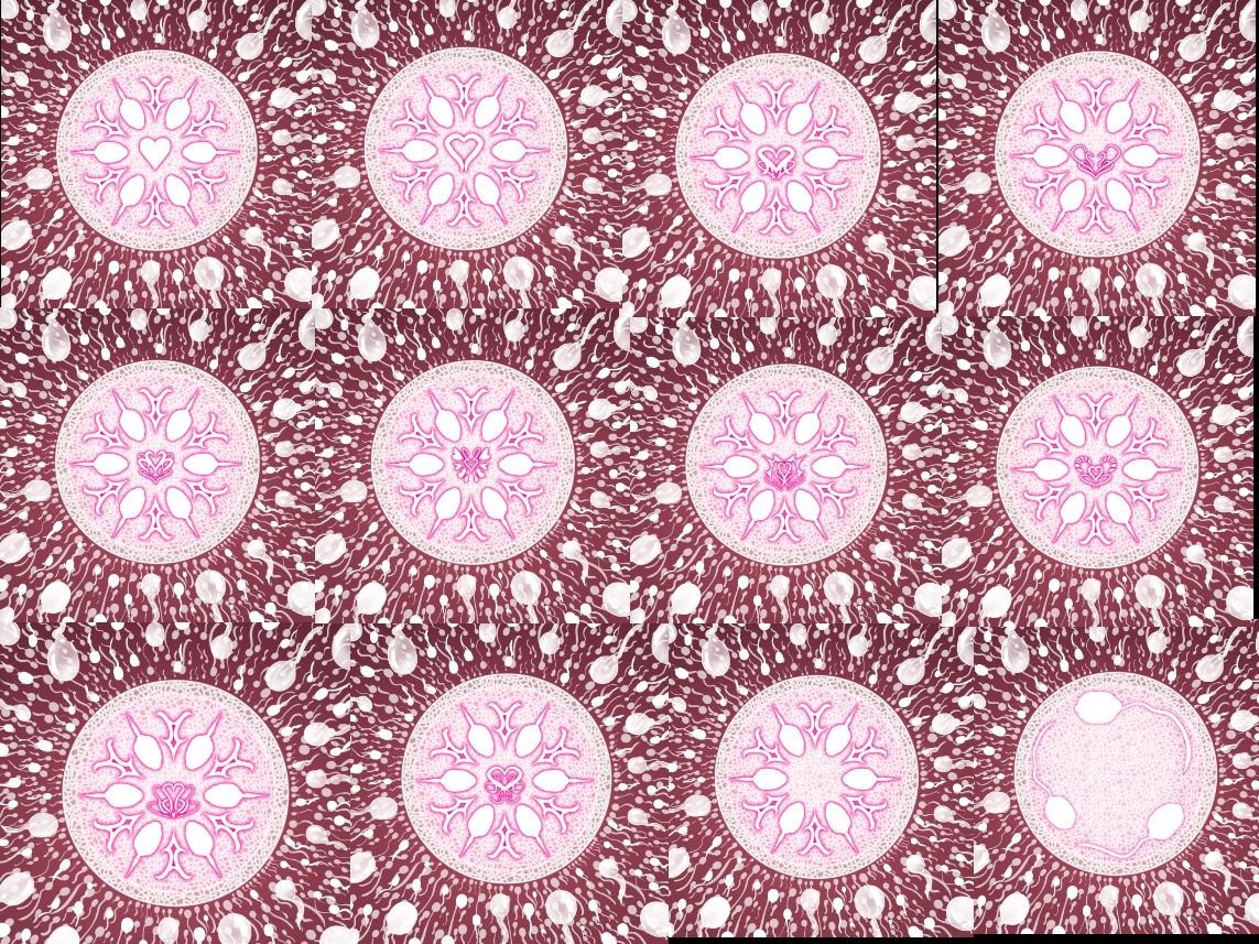 受精卵素材10 画像2
