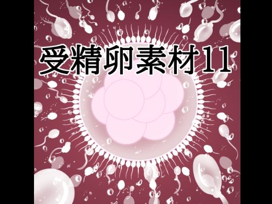 受精卵素材11