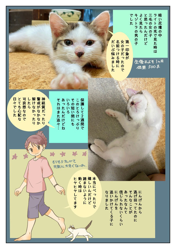 こねこをひろっただけなのに 画像7