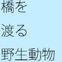 橋を渡る野生の猿たち