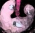 私の蟲姦遊び 18話 妊娠中に5 匹のミズアブの幼虫編