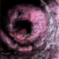 私の蟲姦遊び 20 話 妊娠中に5匹のワラジムシ編