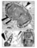 蛇女 触手に犯●れ快楽堕ち、無理矢理仲間にされちゃう話 画像2