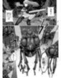 灰蠅
