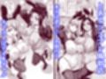 逆バニーキャストの垂れ乳デカ乳輪に挟まれたい