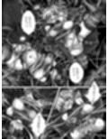 絶対補食圏〜女エリート部隊全滅〜