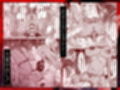 母バナレ4