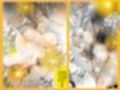 白と黒の乱舞 画像3