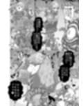 対●忍シ●ル 触手淫獄編