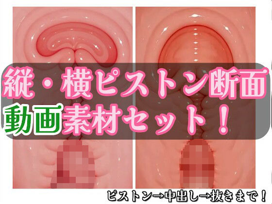 著作権フリー ピストン子宮断面動画素材セット 縦・横バージョン