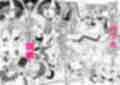 発情ギャル3人×絶倫せんせー