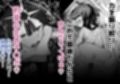 男嫌いJ〇おじさんと一週間恋人契約
