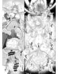 女王蜂 淫毒狂 -ドクグルイ-