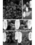 ある冒険者たちの散華  1