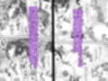 大切な人はすでに他の人の雌 -JKあずみ編-