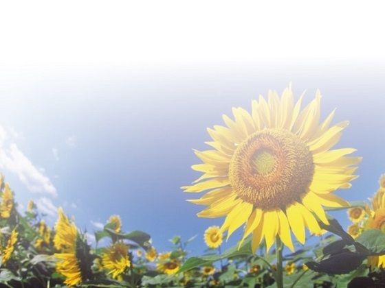 黄昏に揺れるポニーテール sample