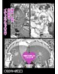 一夫多妻制度法案が可決されました4相部屋編