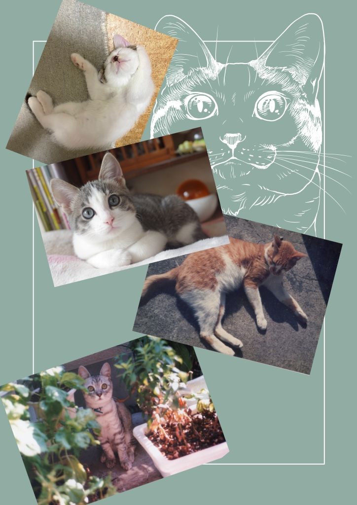 ねこのあれこれ 画像8