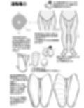 なんとなく下半身が描けるようになる気がする本試し読み5ページ