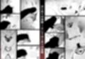 精子の偏差値 サンプル画像8
