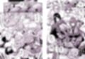 FGO総集編試し読み6ページ