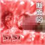 Sectional View of Vaginal for Haru