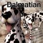 CL-Dalmatian for Poser8Dog