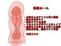 オナホコレクター 貴方で試させて下さい