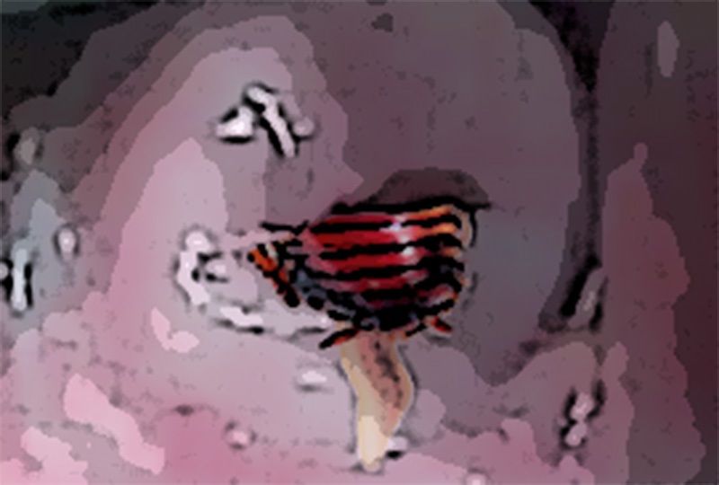 サンプル画像2:わたしの蟲姦遊び 第11話 妊娠中、子宮口にゴキブリを入れる編 音声（ASMR）(シングルママの日常) [d_632119]